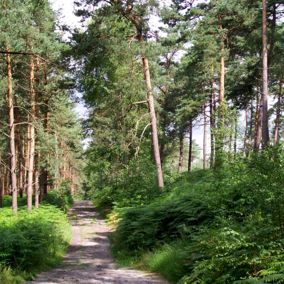 Forêt d'Ermenonville