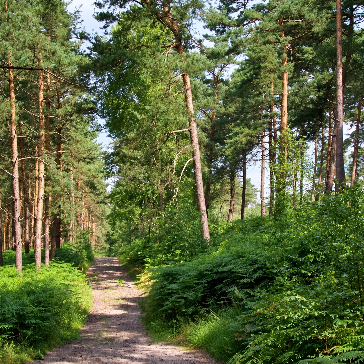 Ein Weg zwischen den Kiefern des Ermenonville-Waldes
