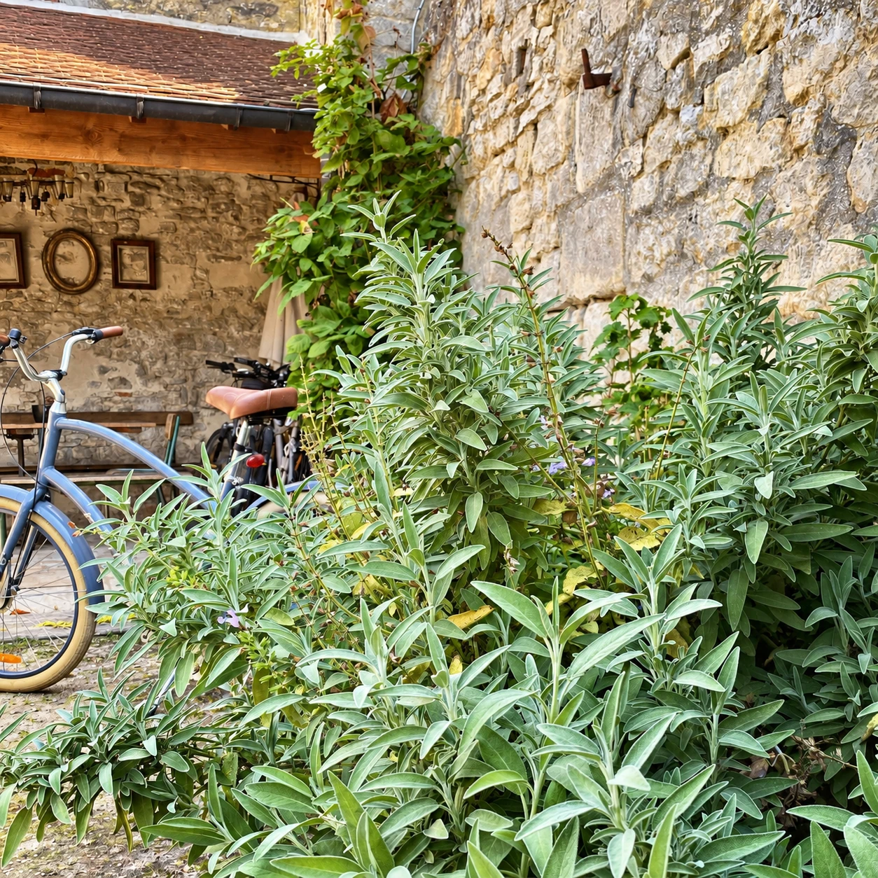 Pflanzen und Laub — Der Garten von Fab House, Senlis